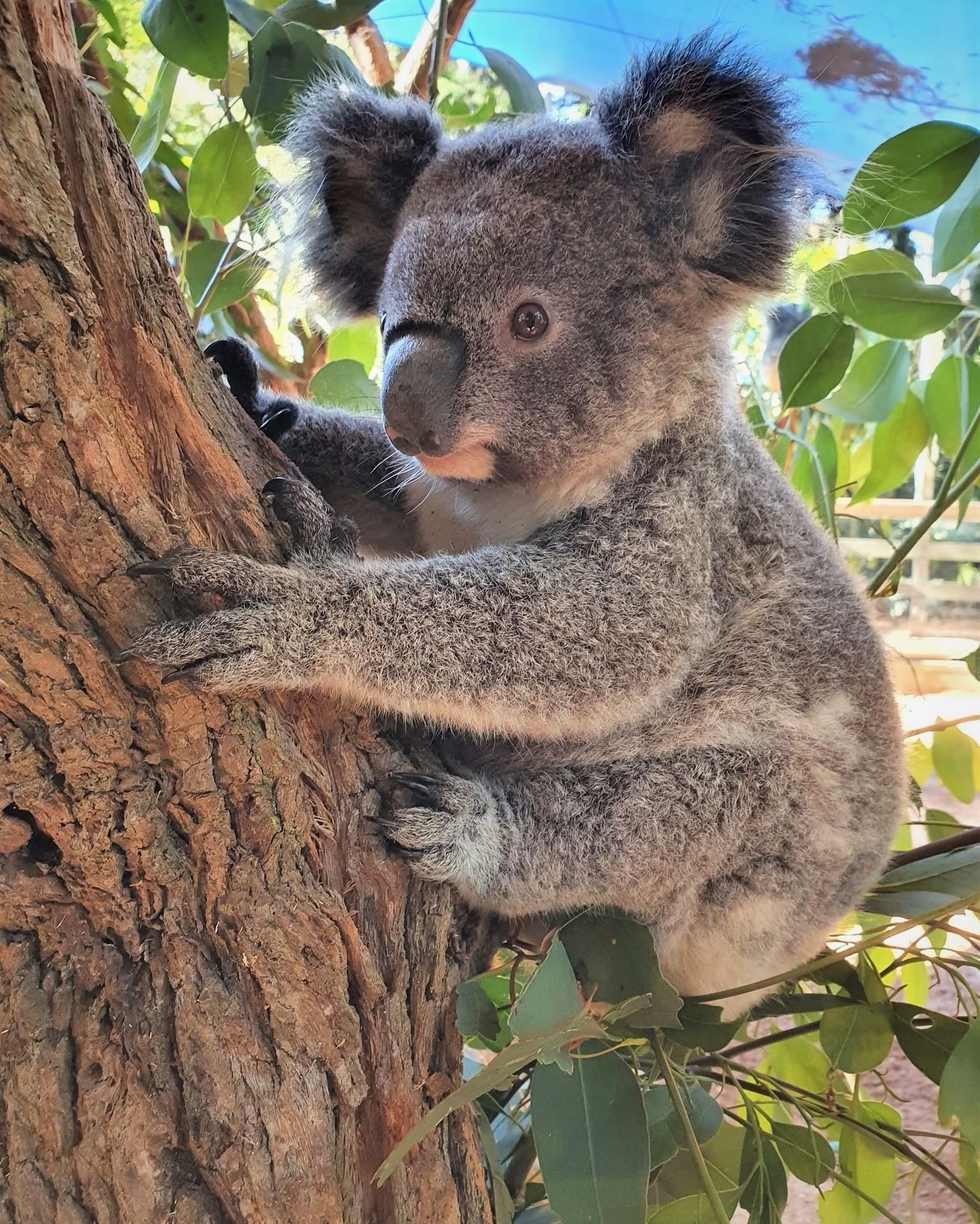 Koala at Koala Park Sanctuary Sydney